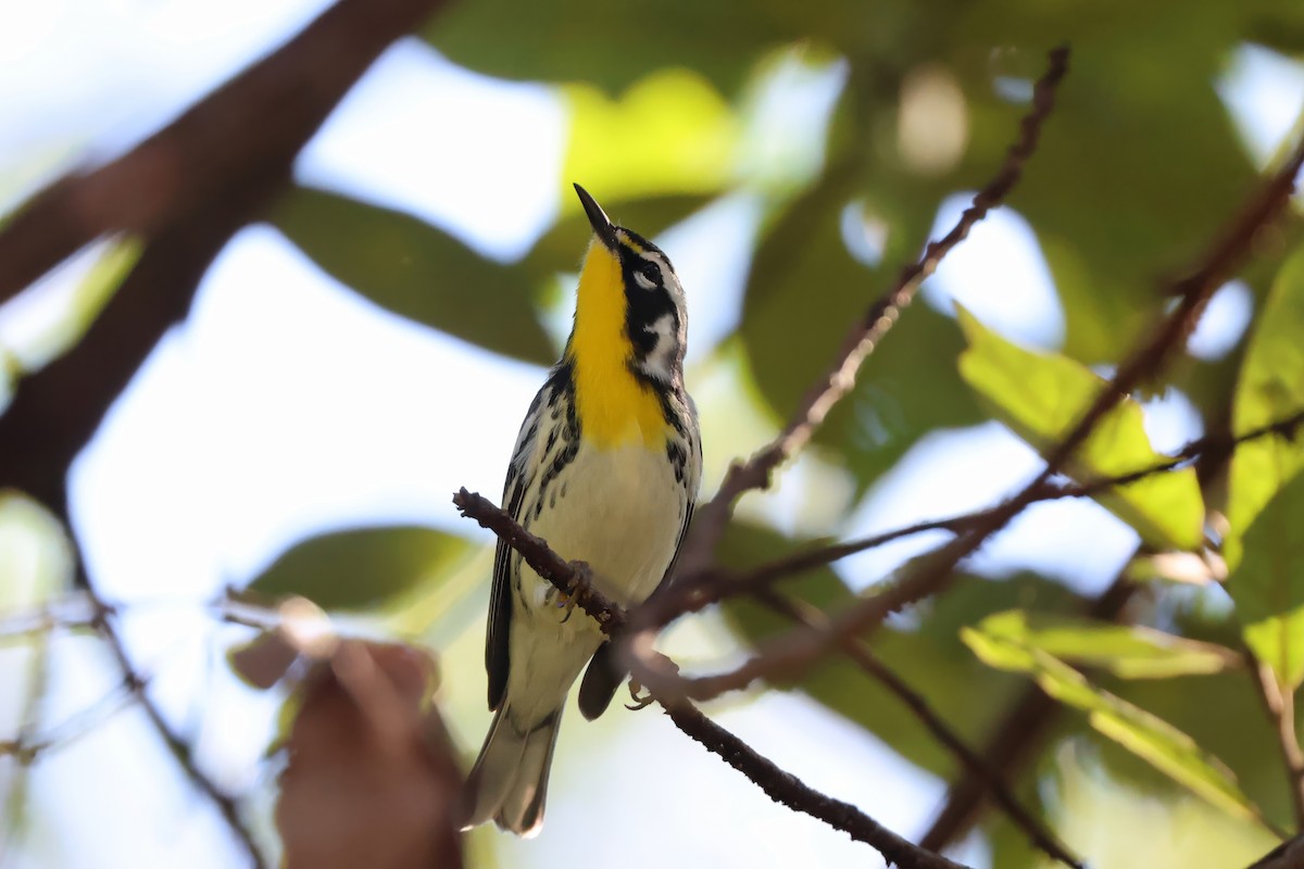 Goldkehl-Waldsänger - ML643475274