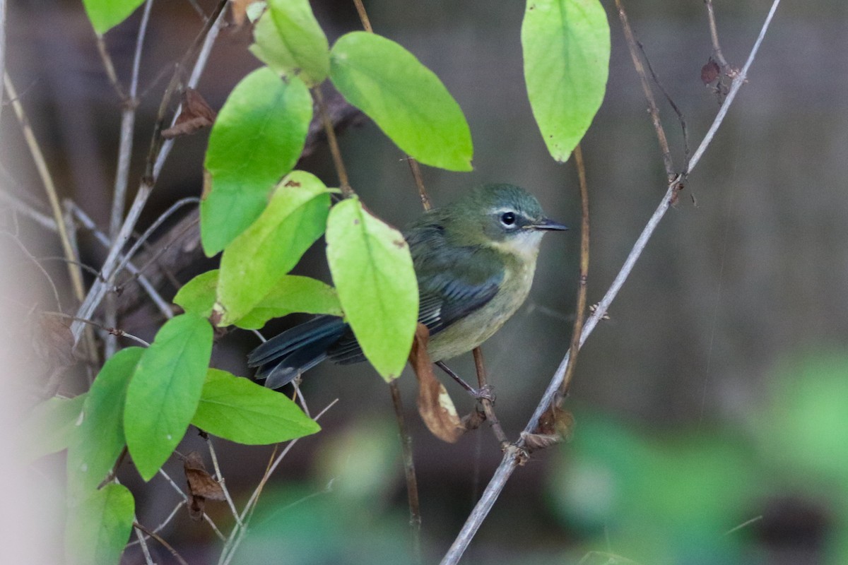 Black-throated Blue Warbler - ML643475295