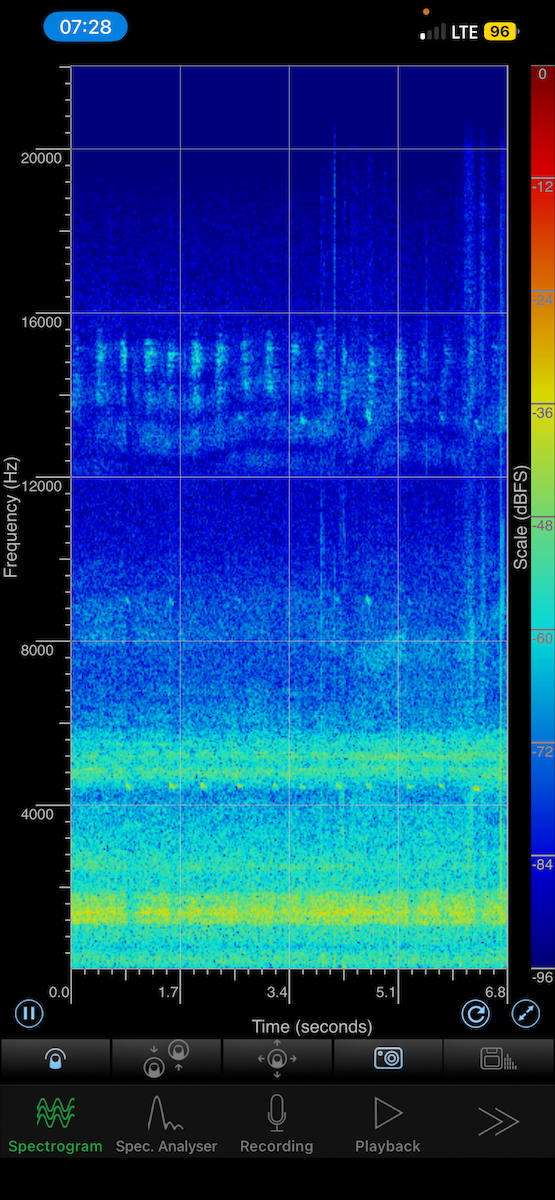 Sakhalin Leaf Warbler - ML643475321