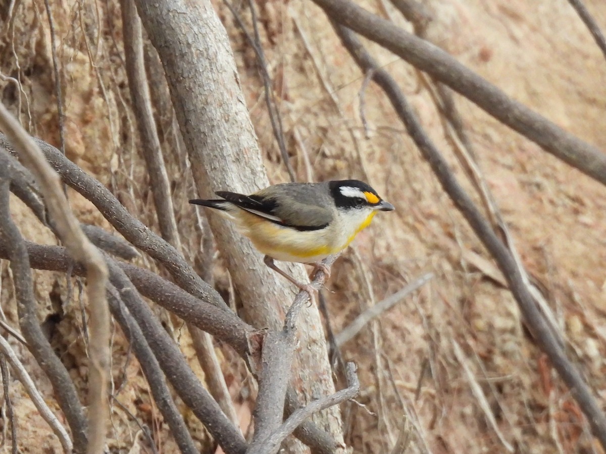 Striated Pardalote - ML643475345