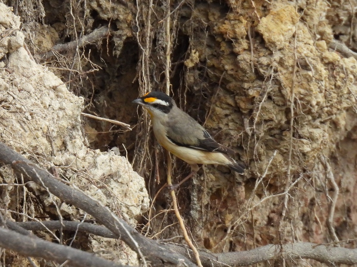 Striated Pardalote - ML643475346