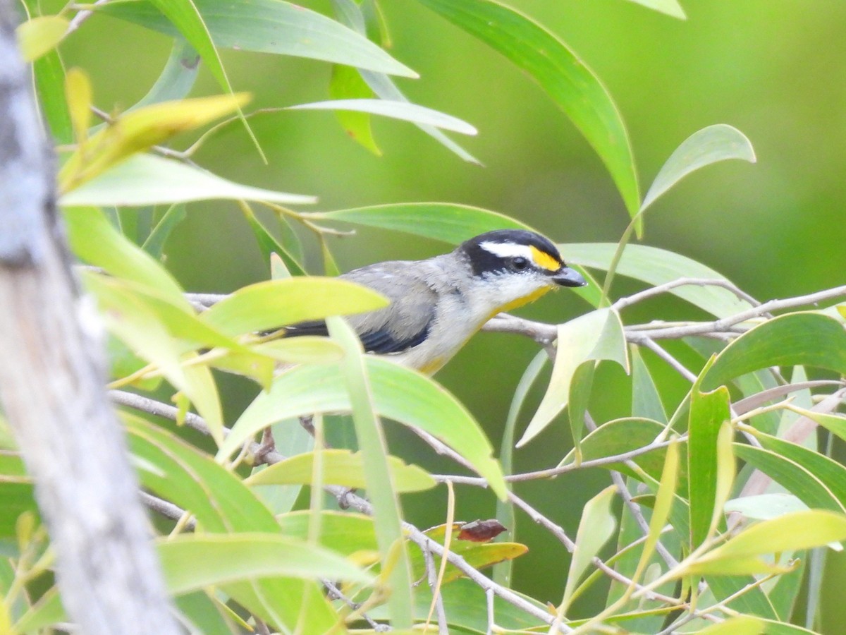 Striated Pardalote - ML643475347