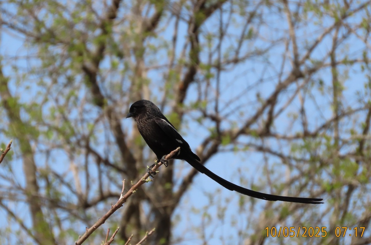Magpie Shrike - ML643475379