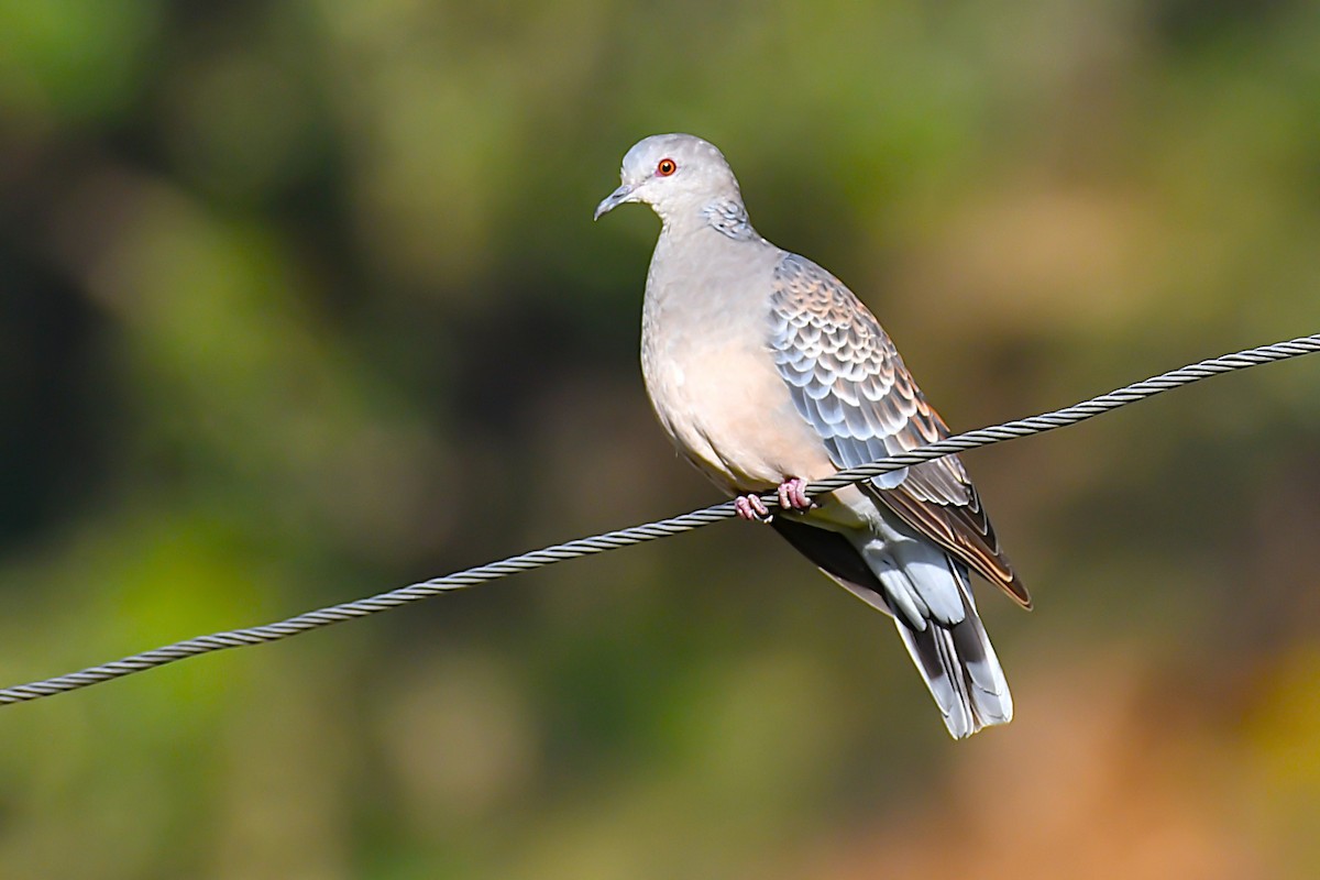 Oriental Turtle-Dove - ML643475380