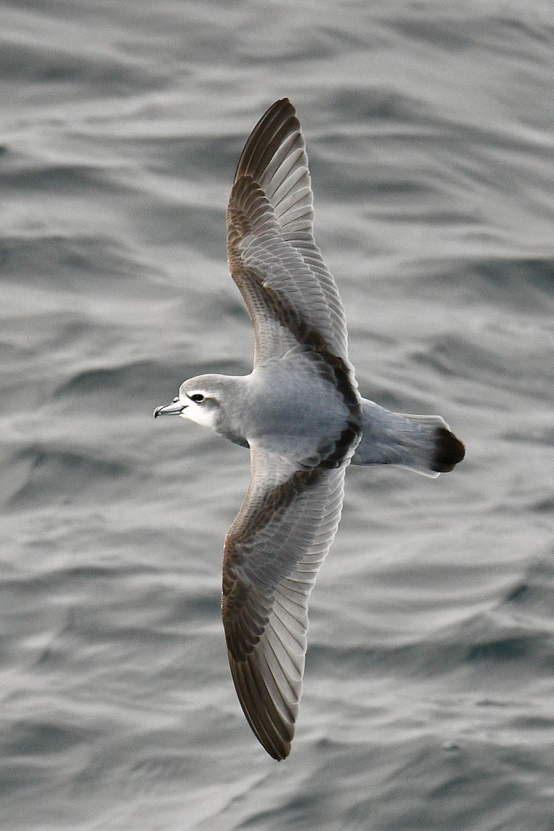Slender-billed Prion - ML643475387