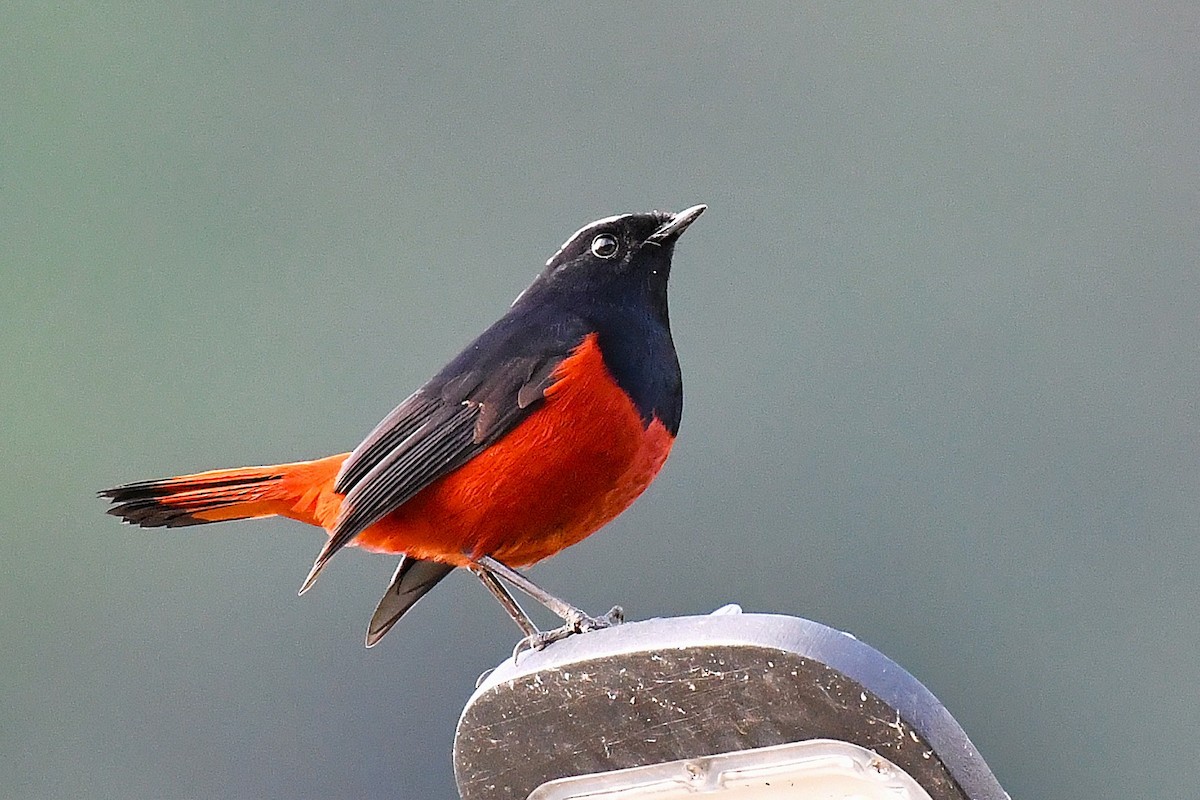 White-capped Redstart - ML643475393