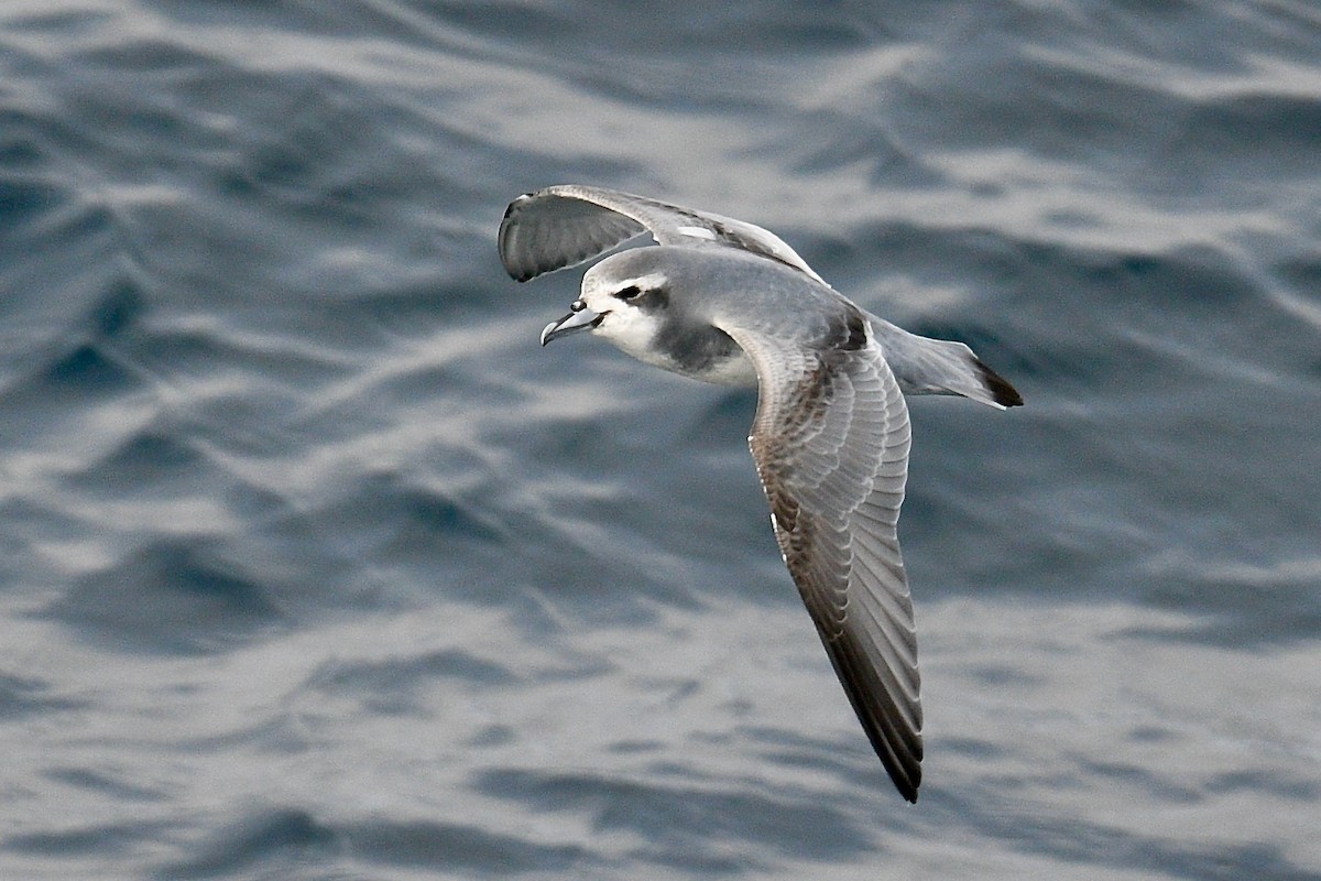 Slender-billed Prion - ML643475401