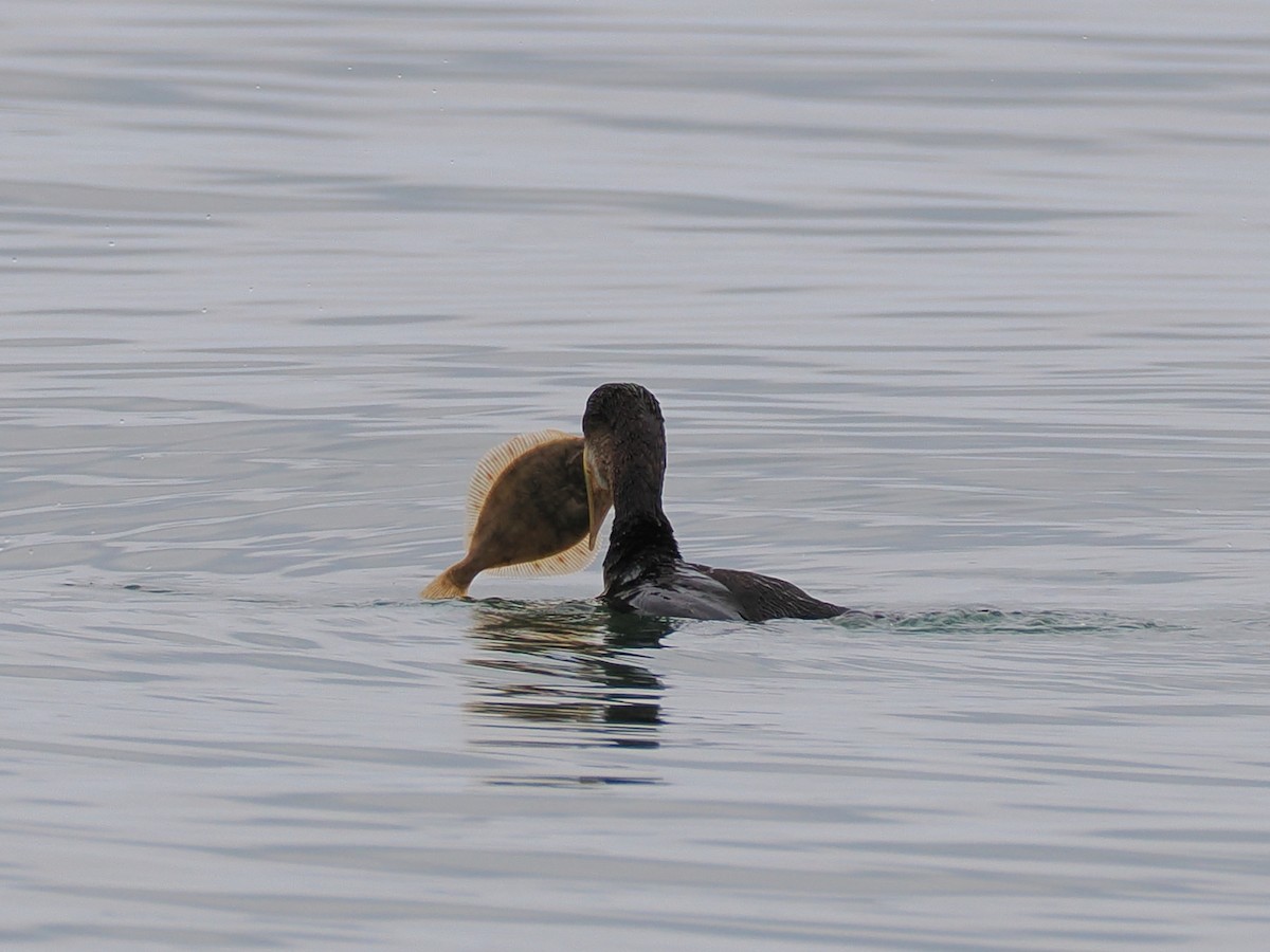 Cormorán Grande - ML643475440