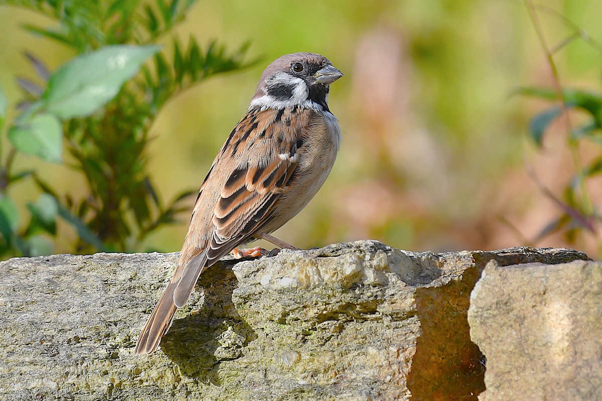 Eurasian Tree Sparrow - ML643475444