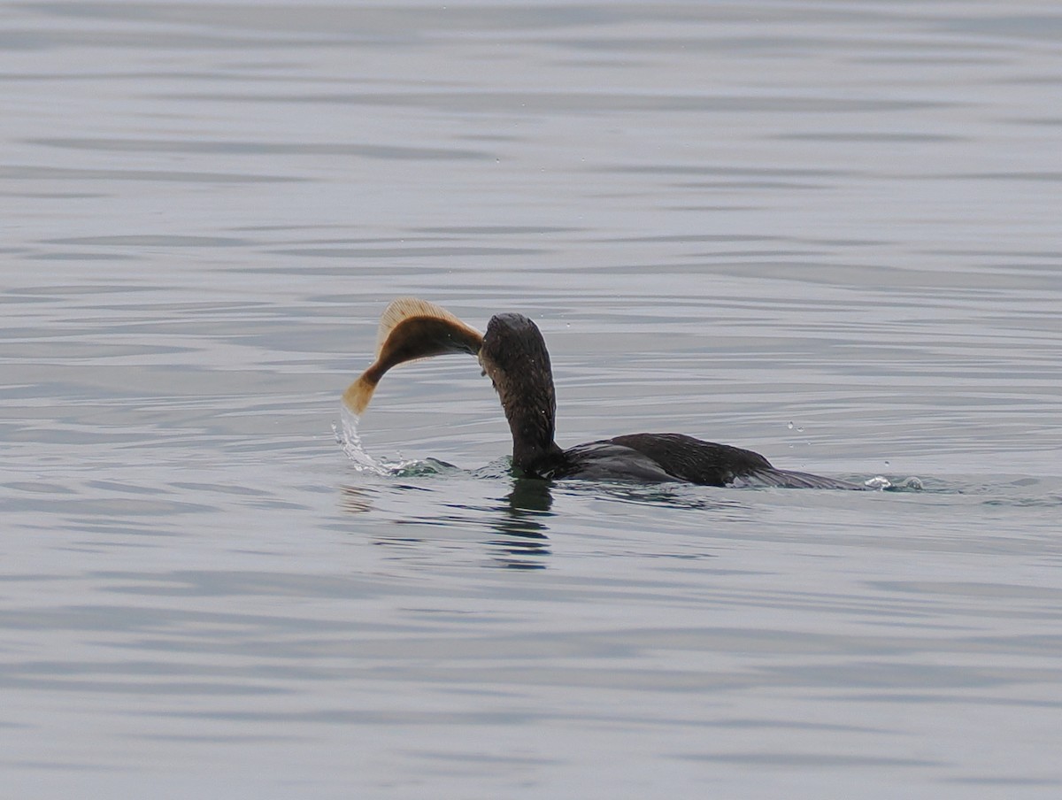 Cormorán Grande - ML643475448