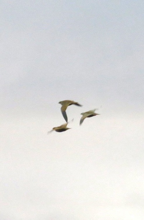 Black-bellied Sandgrouse - ML643475452