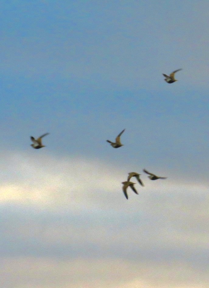 Black-bellied Sandgrouse - ML643475453