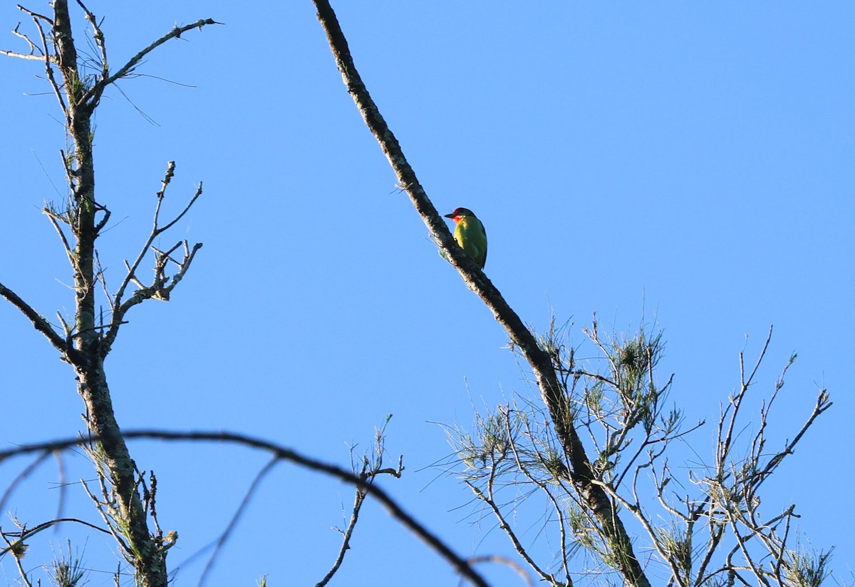 Malabar Barbet - ML643475478