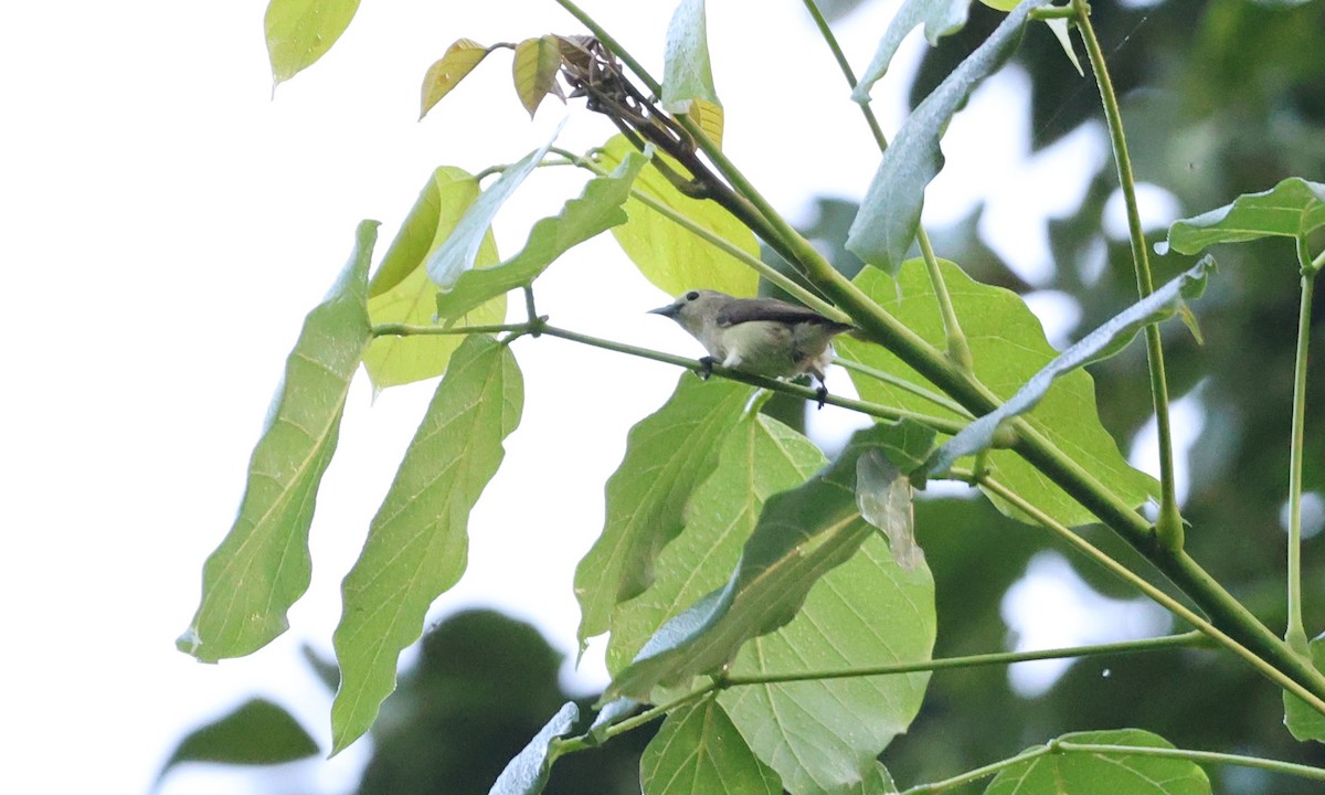 Nilgiri Flowerpecker - ML643475485