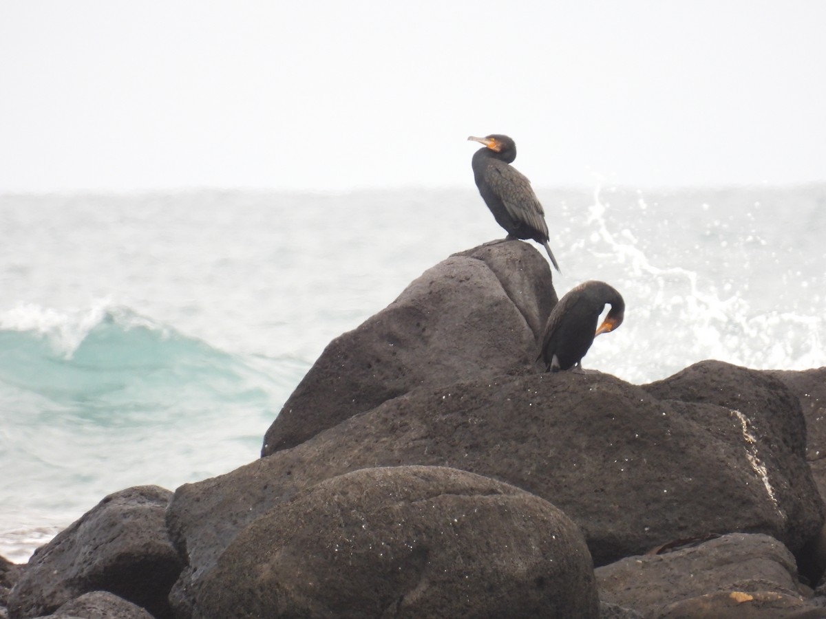 Cormorán Grande - ML643475486