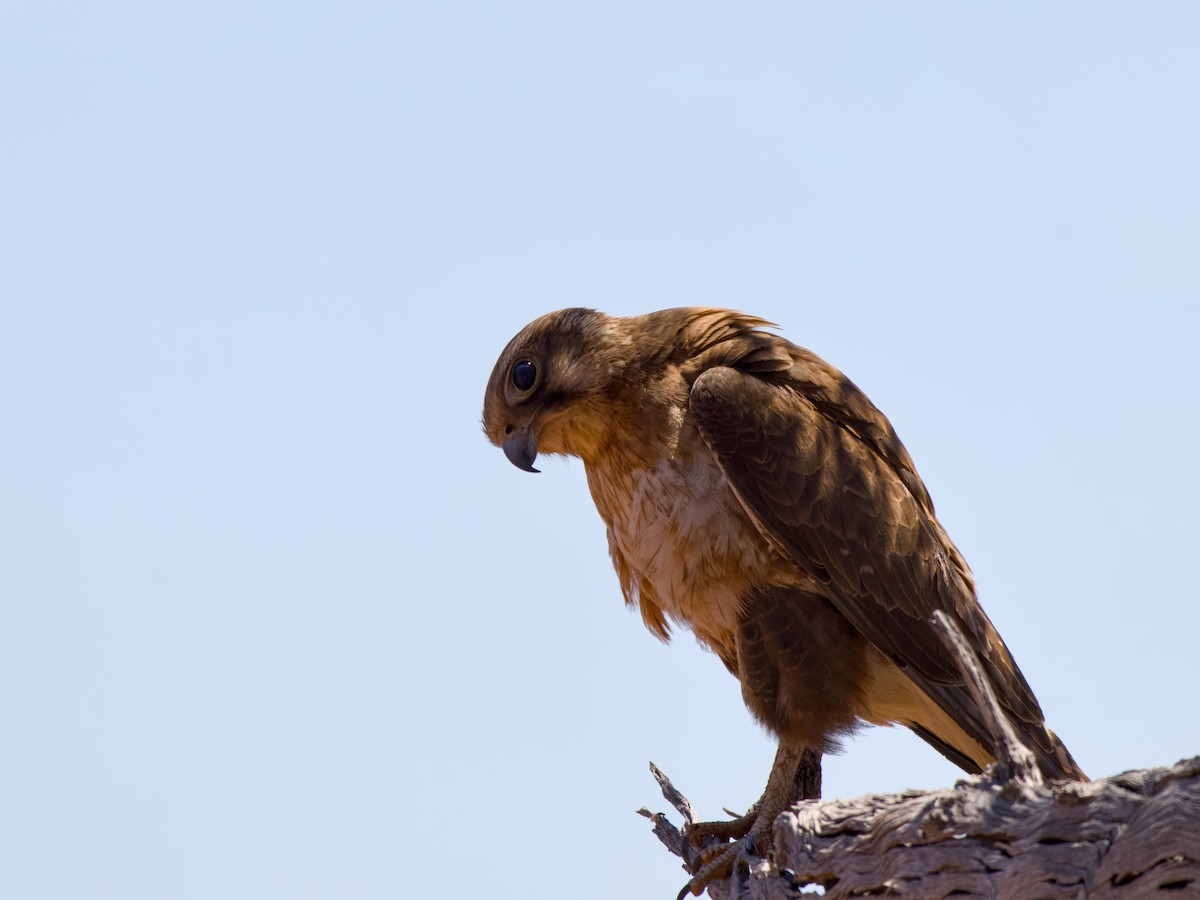 Habichtfalke - ML643475497