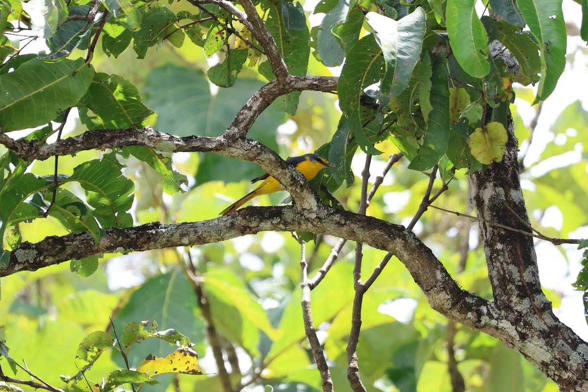 Orange Minivet - ML643475499