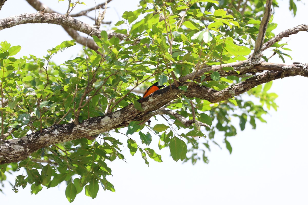 Orange Minivet - ML643475500