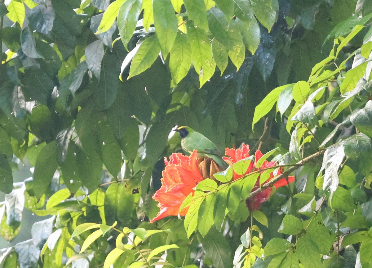 Goldstirn-Blattvogel - ML643475508