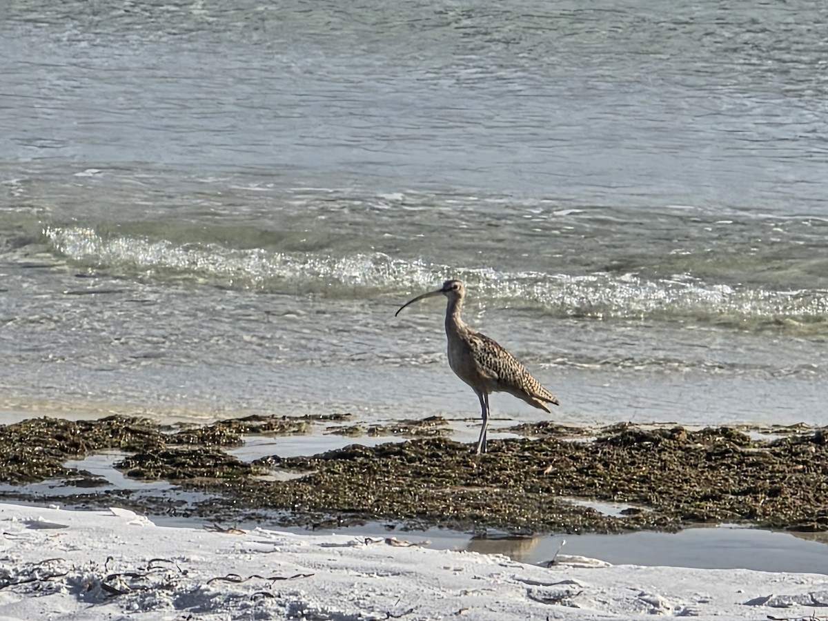 Regenbrachvogel - ML643475516