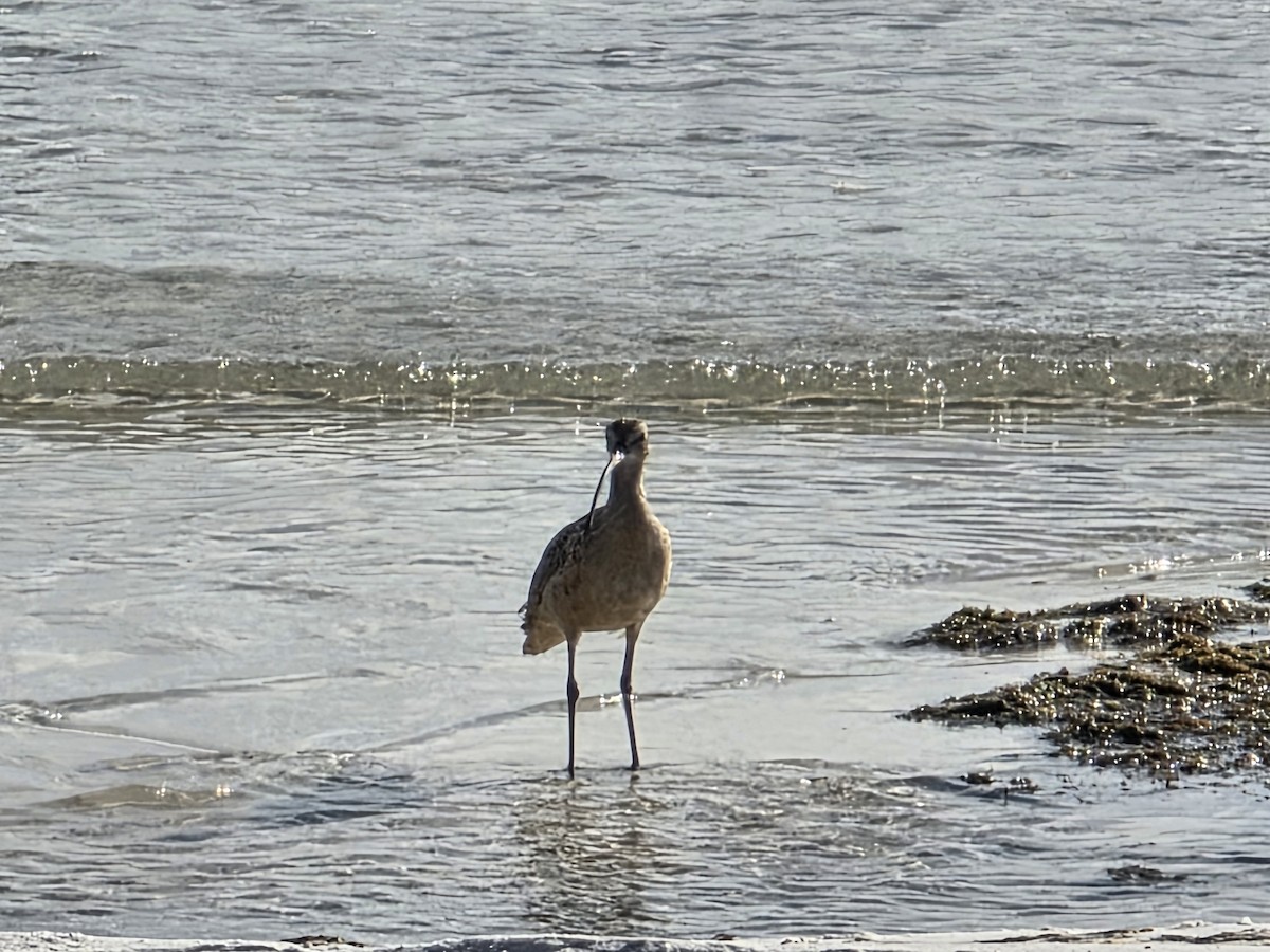 Regenbrachvogel - ML643475517