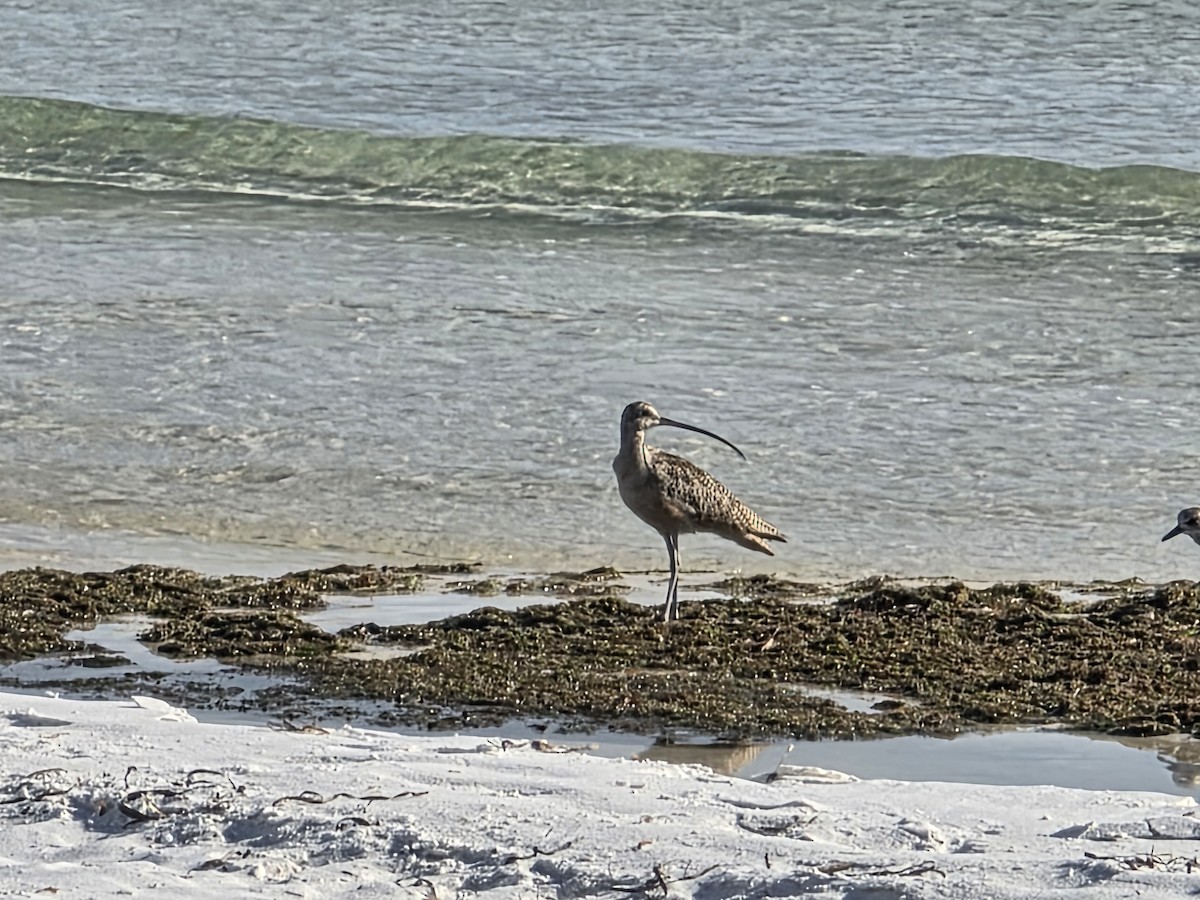 Regenbrachvogel - ML643475518