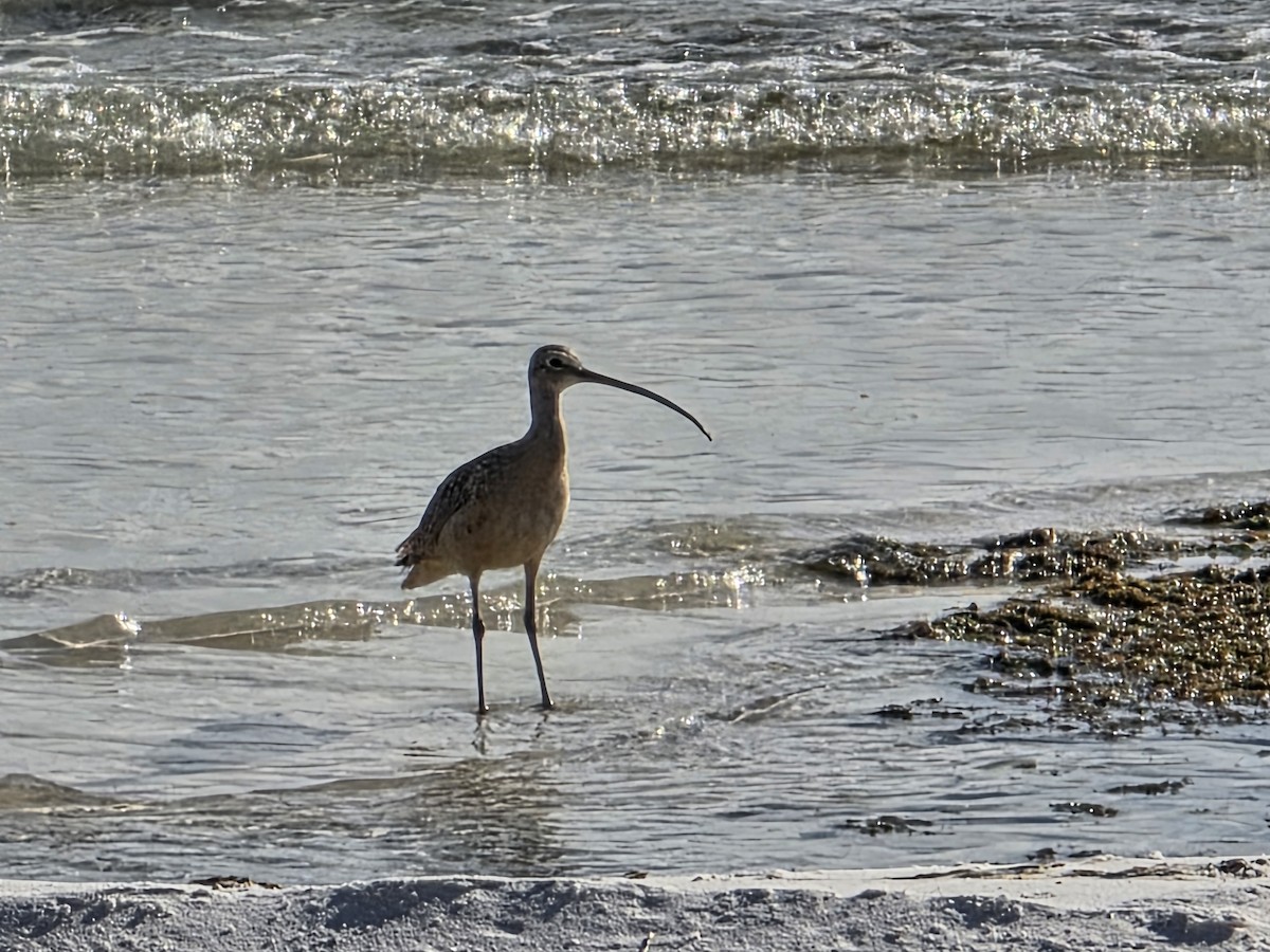 Regenbrachvogel - ML643475520