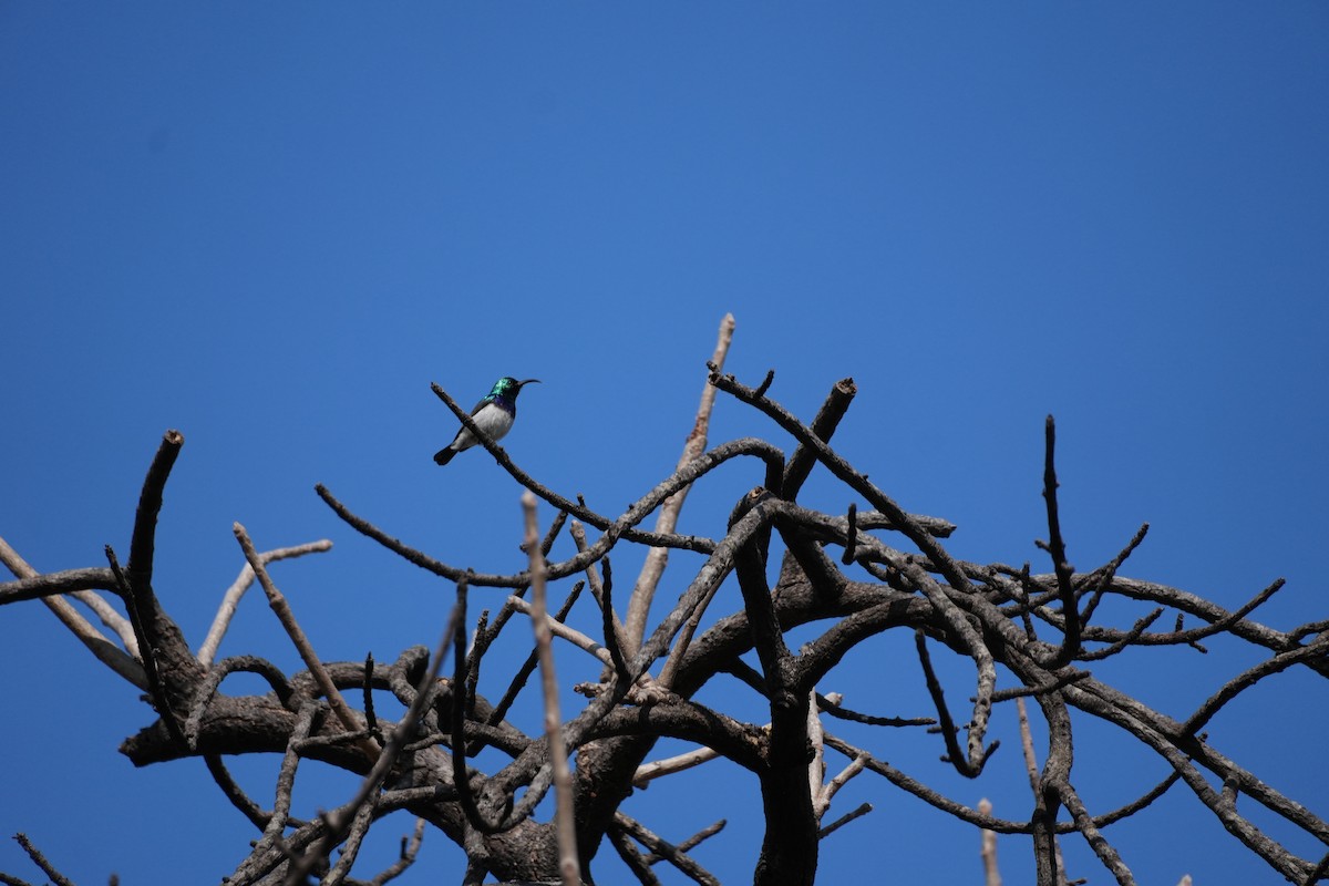 Weißbauch-Nektarvogel - ML643475526