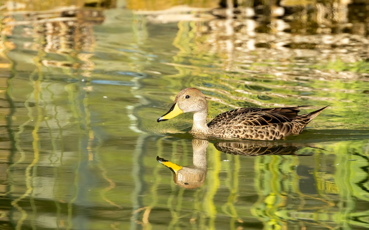 Yellow-billed Pintail (South American) - ML643475536