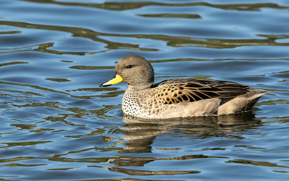 gulnebbkrikkand (flavirostris) - ML643475538