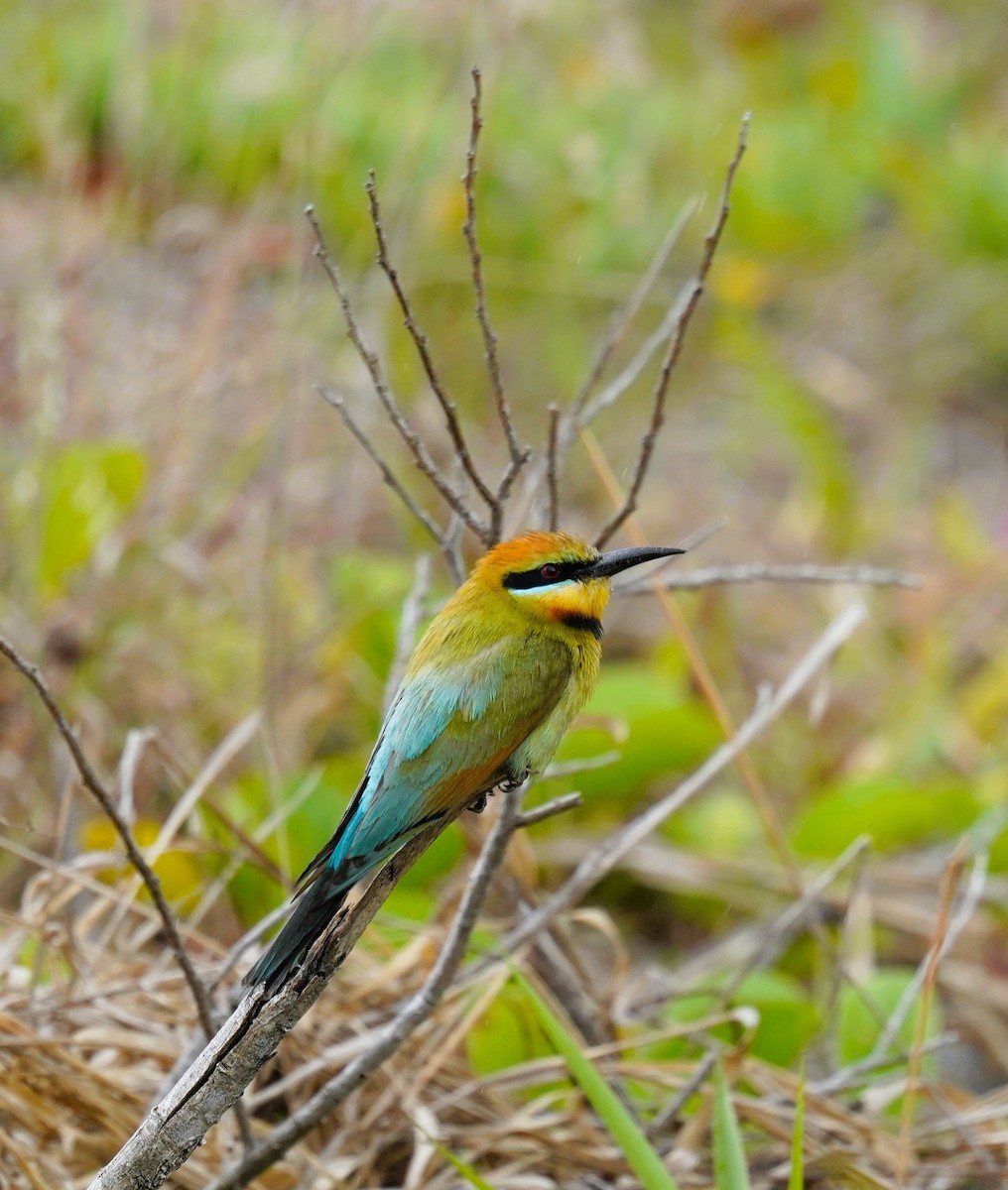 Rainbow Bee-eater - ML643475541