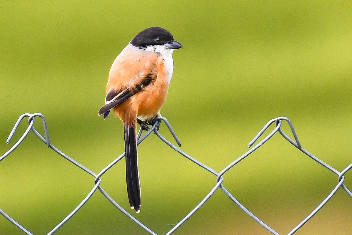 Long-tailed Shrike (tricolor/longicaudatus) - ML643475547