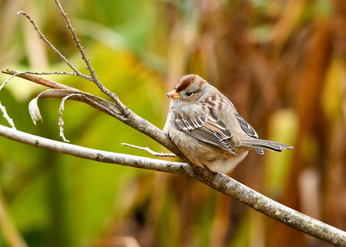 White-crowned Sparrow - ML643475561