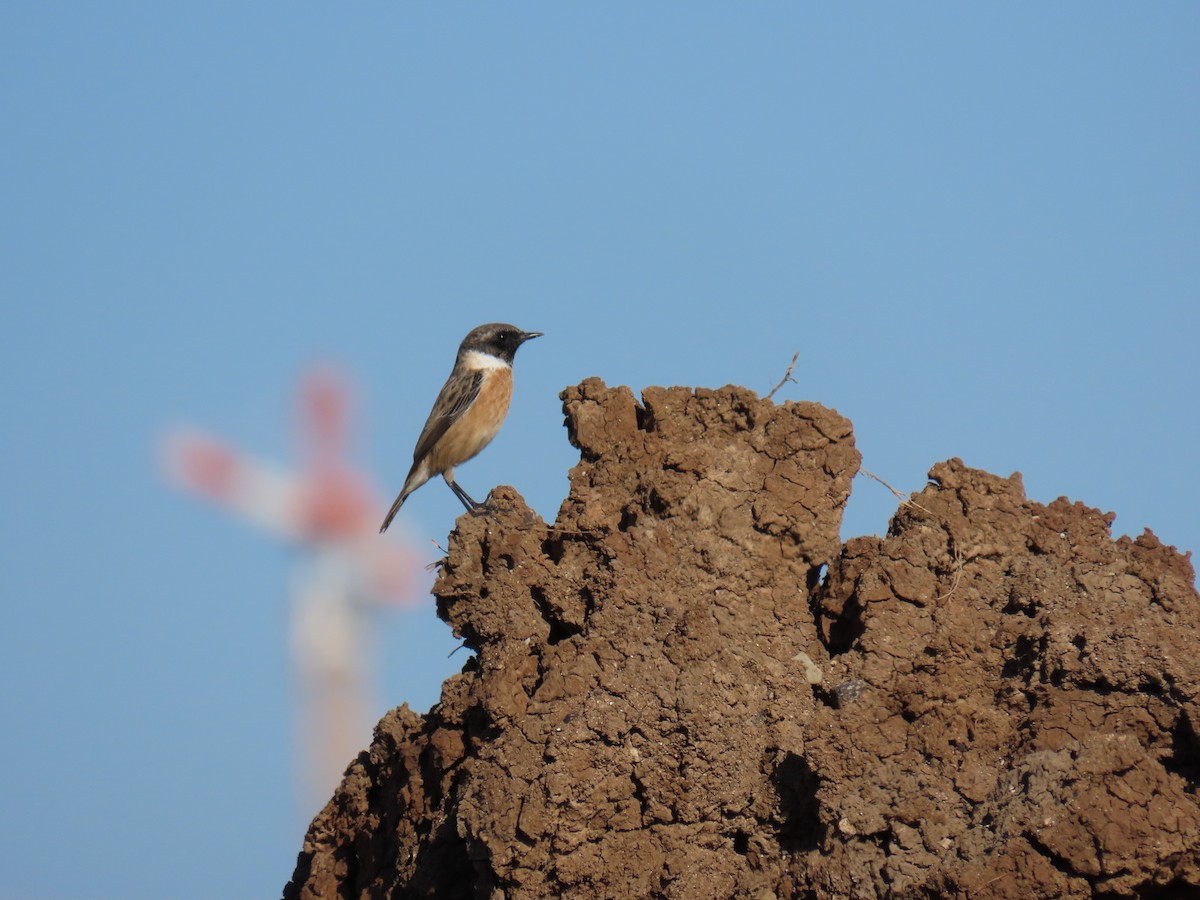 European Stonechat - ML643475564