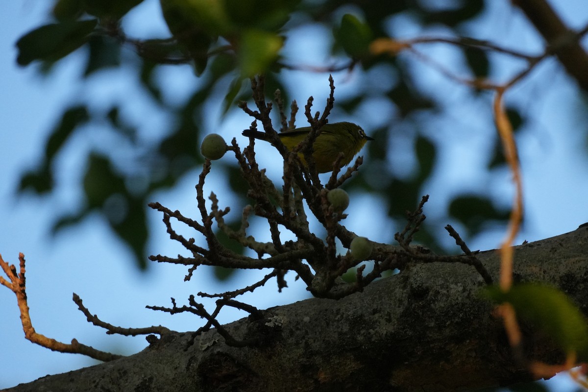 Cape White-eye - ML643475580