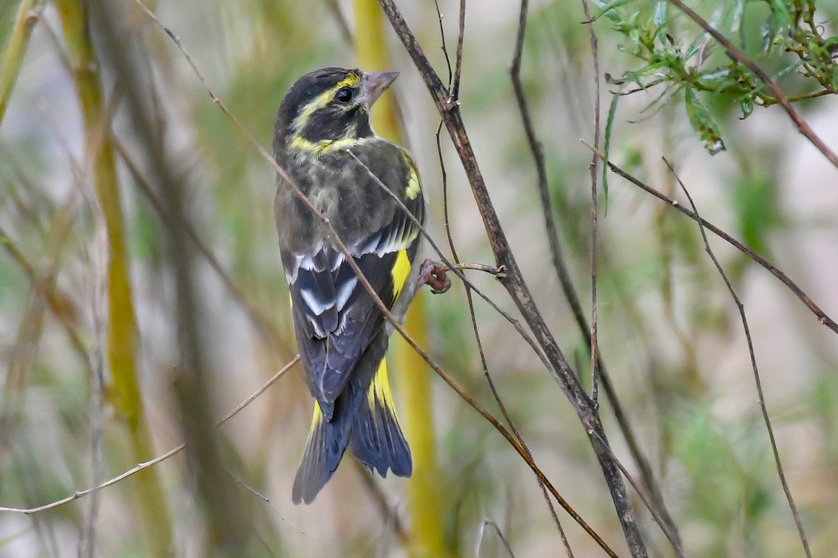Yellow-breasted Greenfinch - ML643475582
