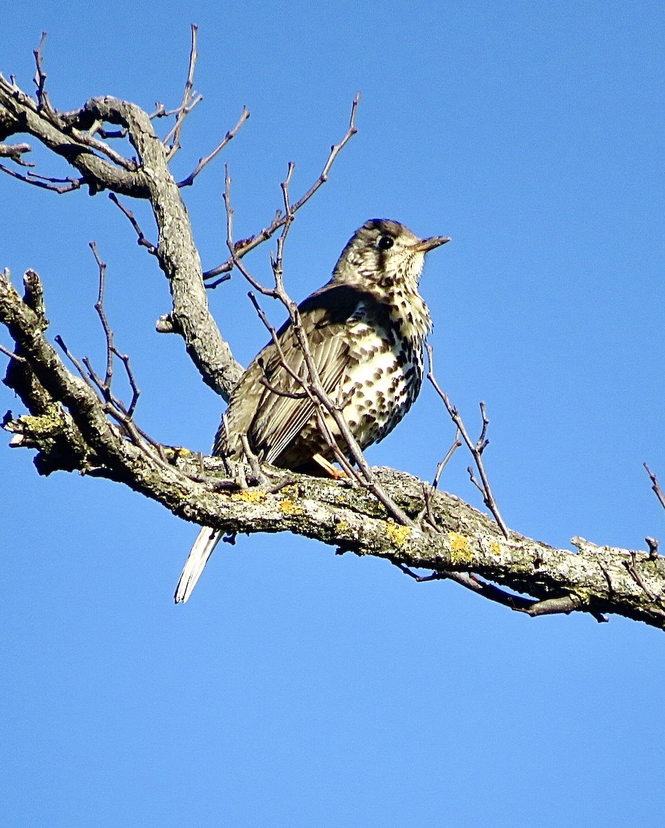Mistle Thrush - ML643475594