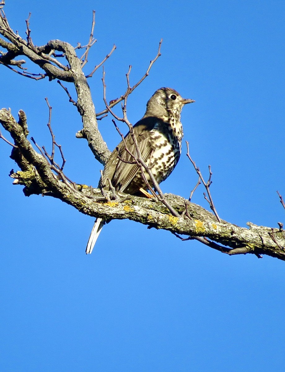 Mistle Thrush - ML643475595