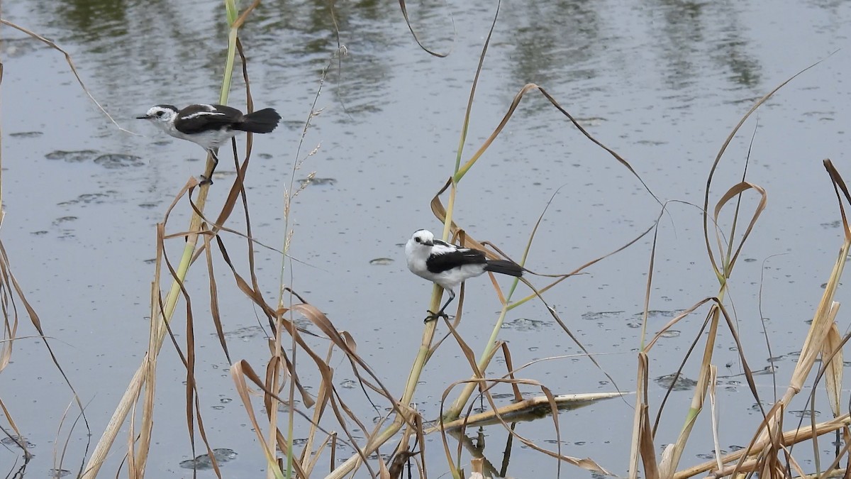 Pied Water-Tyrant - ML643475601
