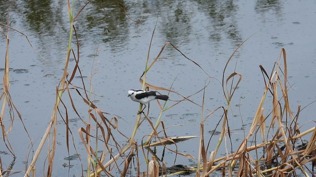 Pied Water-Tyrant - ML643475611