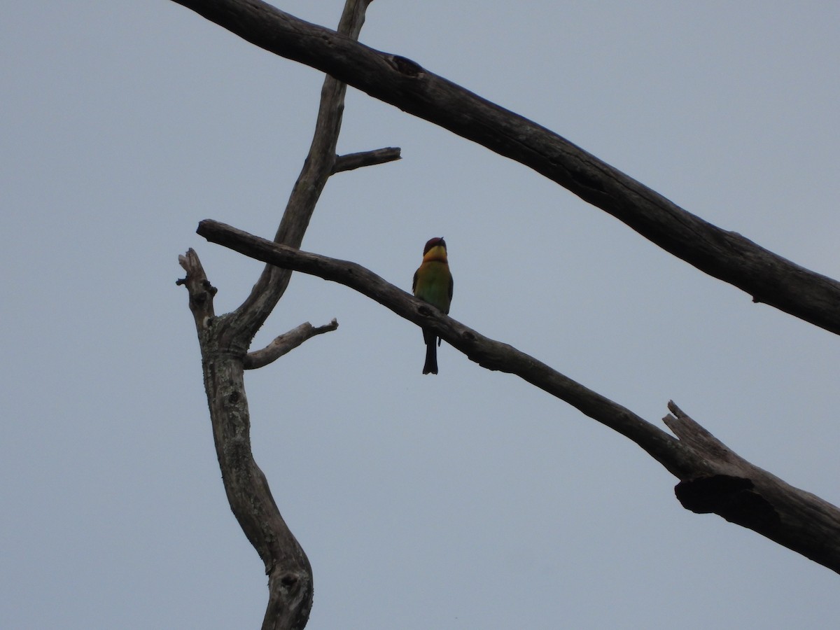 Chestnut-headed Bee-eater - ML643475629