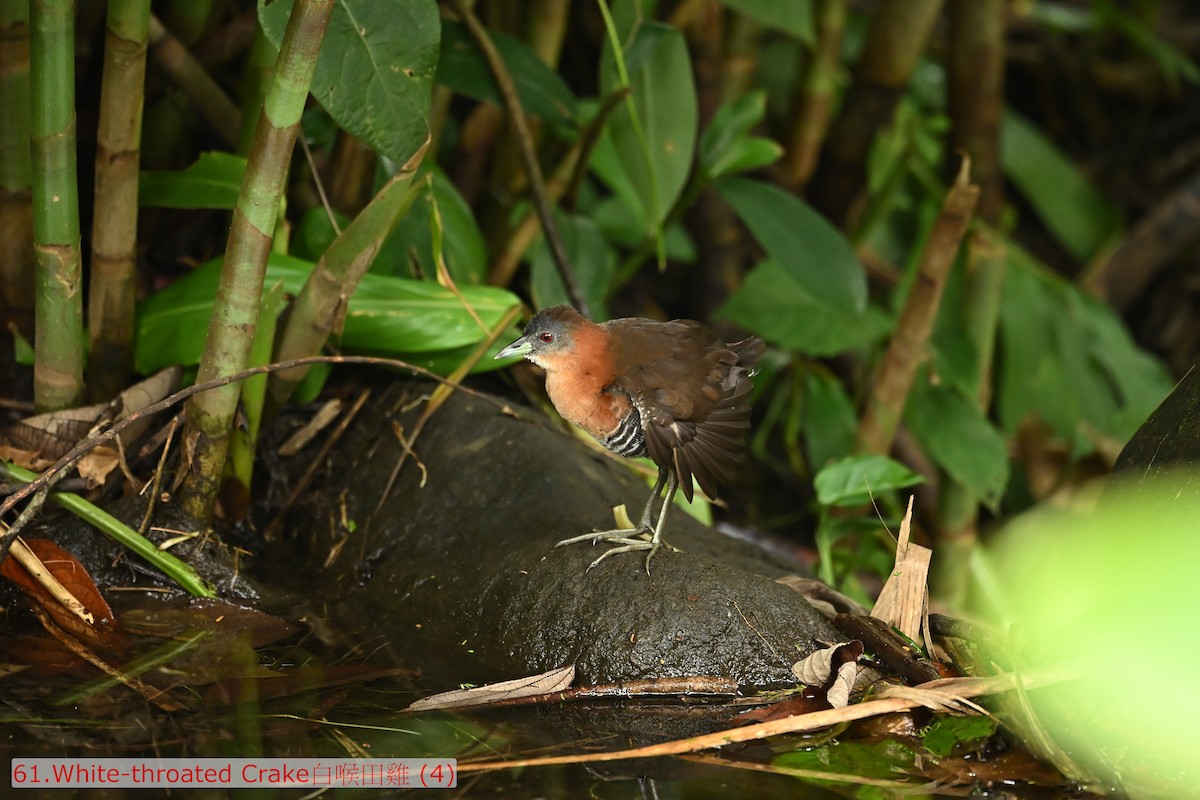 White-throated Crake - ML643475638