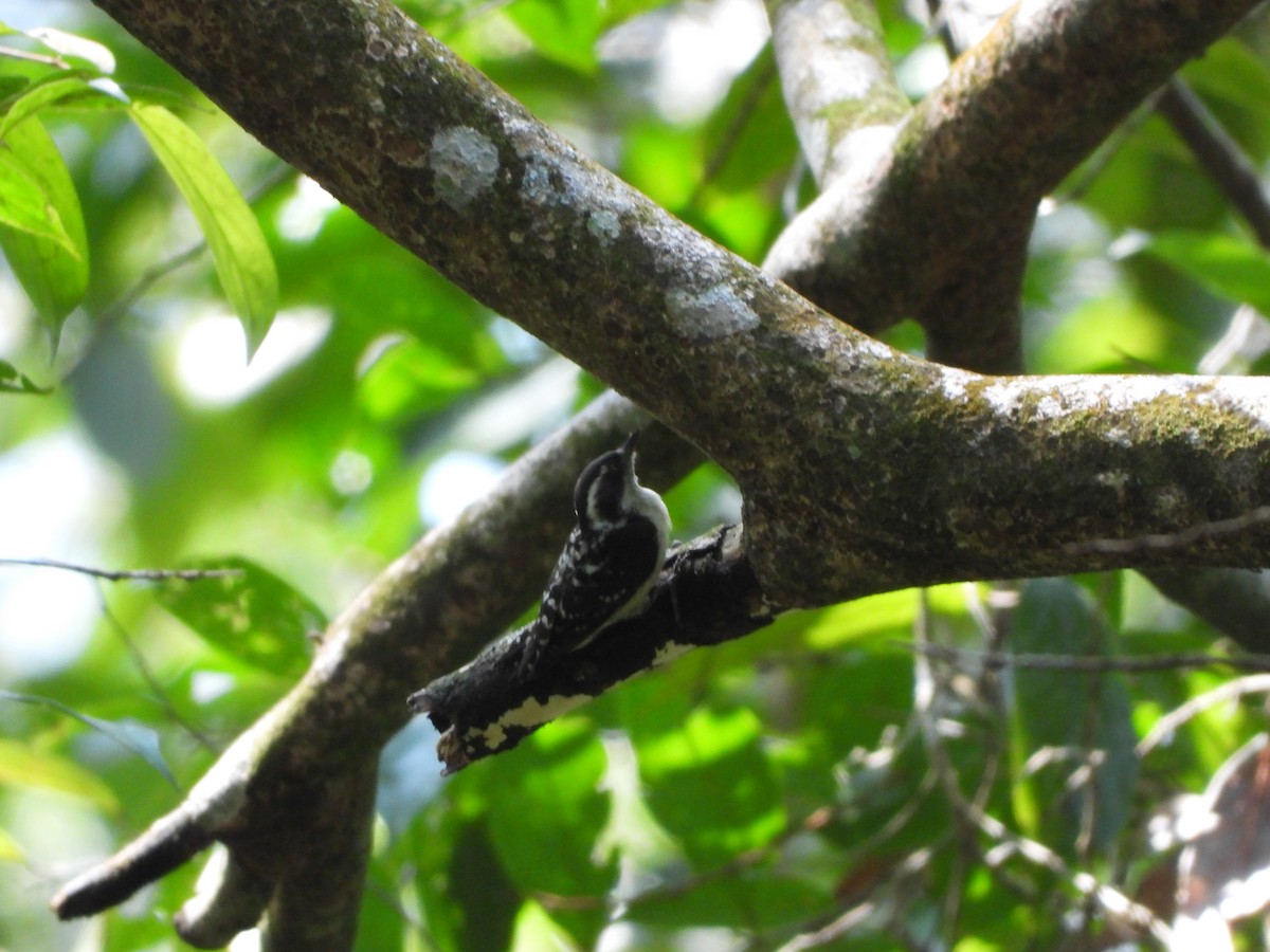 Brown-capped Pygmy Woodpecker - ML643475649