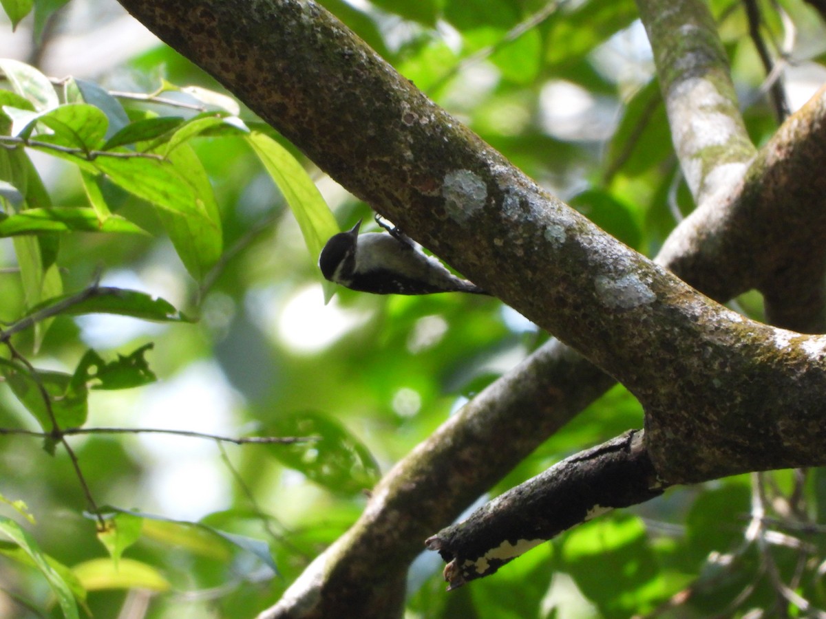 Brown-capped Pygmy Woodpecker - ML643475650