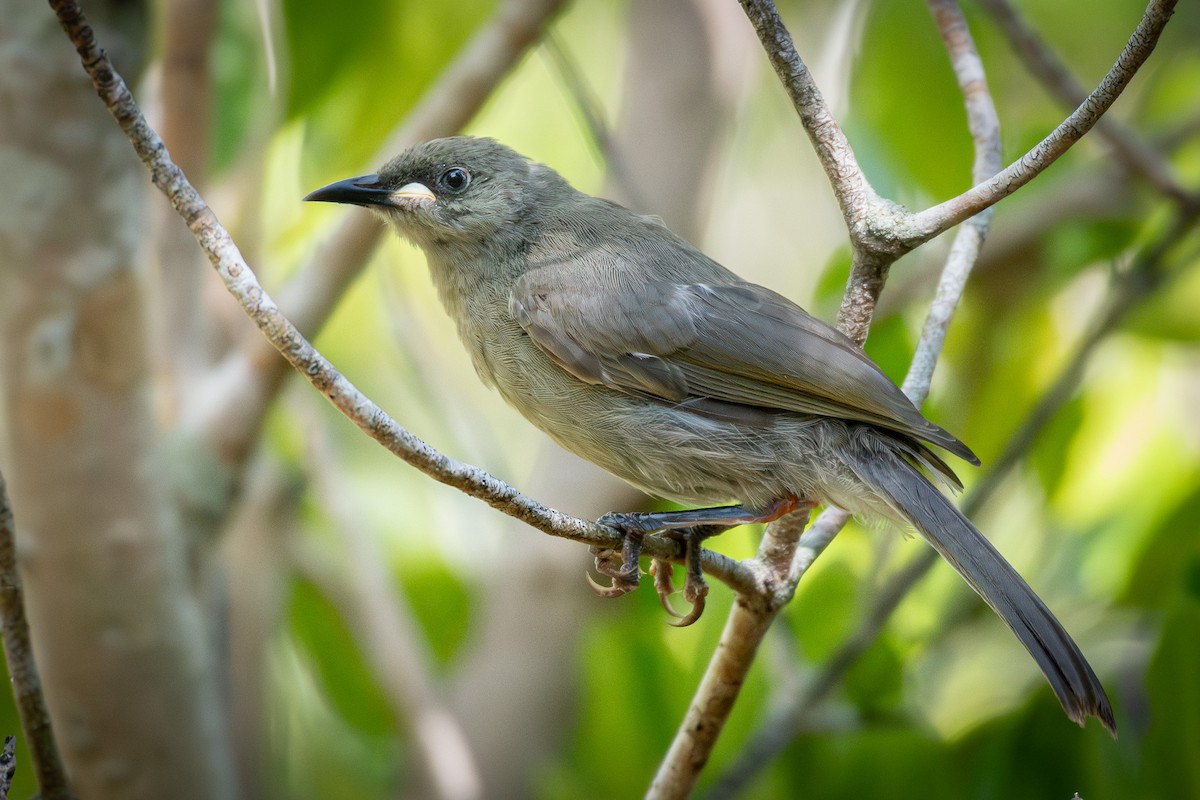 White-gaped Honeyeater - ML643475662