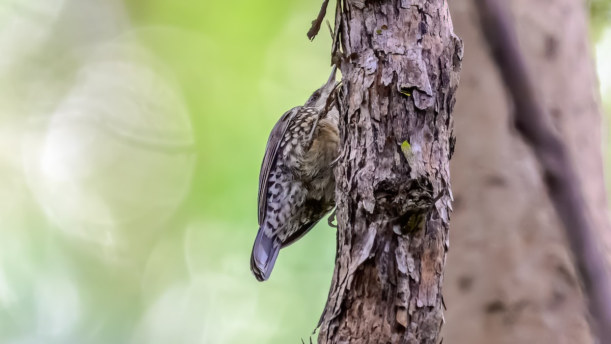 White-throated Treecreeper - ML643475668