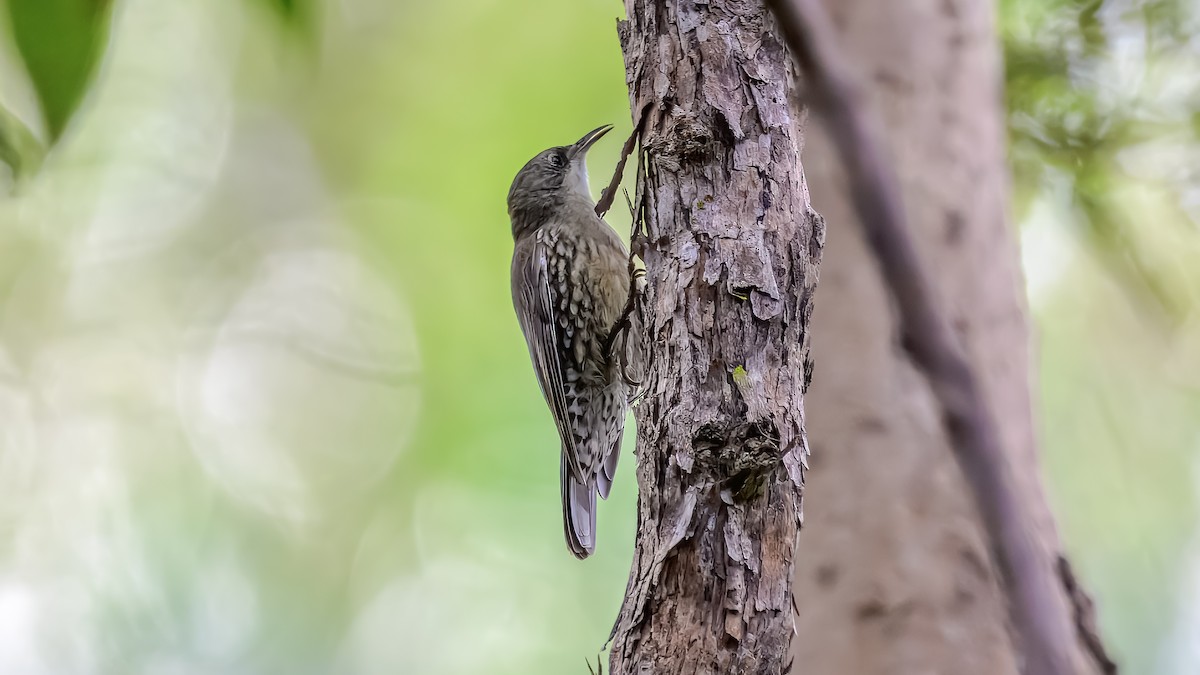 White-throated Treecreeper - ML643475669