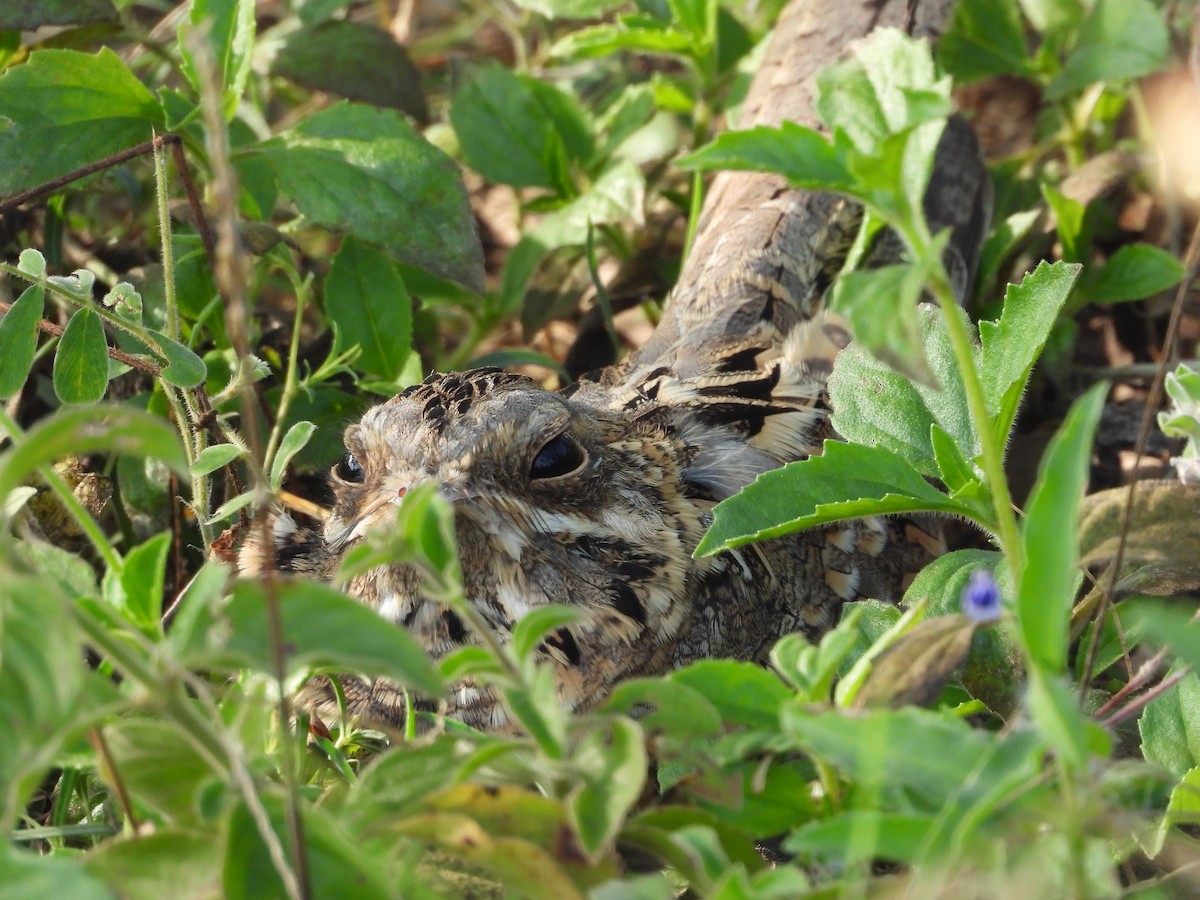 Hint Çobanaldatanı - ML643475674