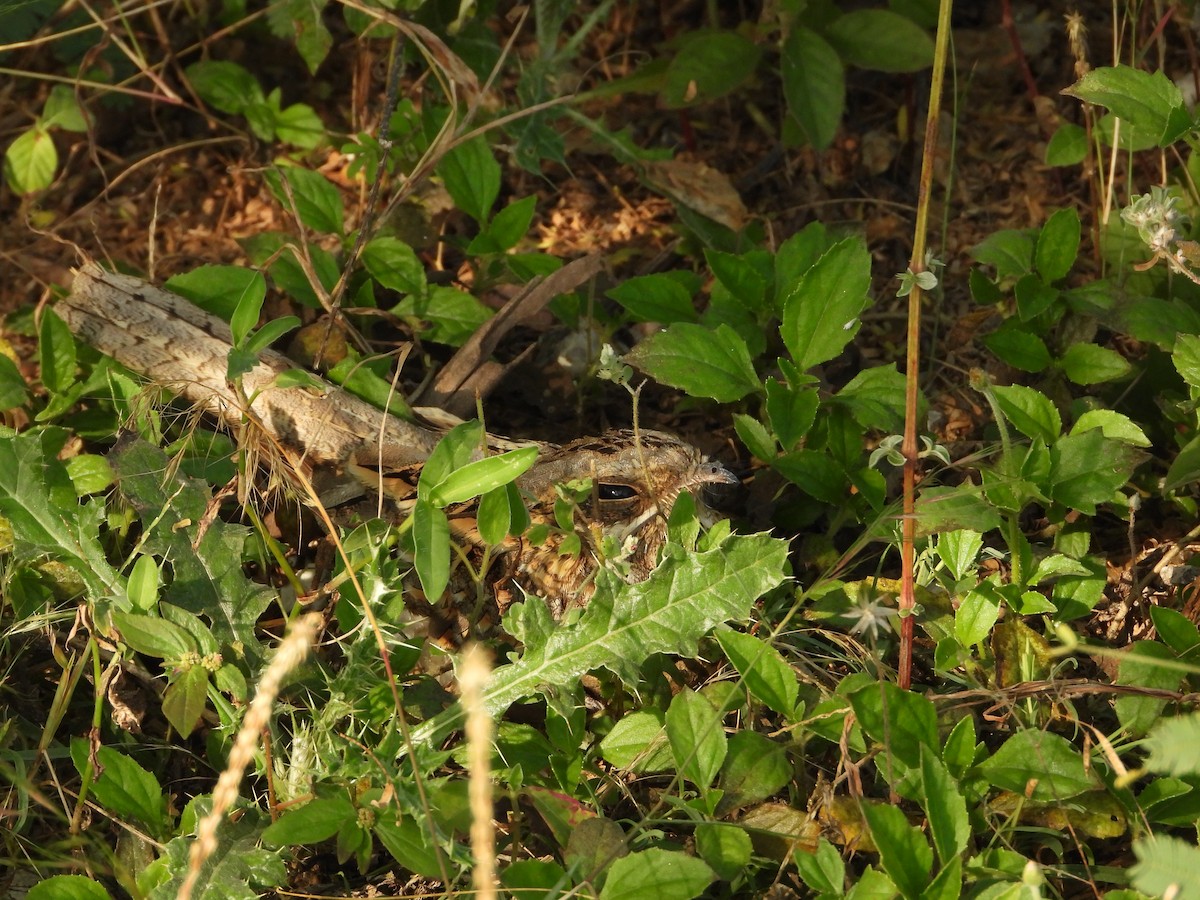 Hint Çobanaldatanı - ML643475675