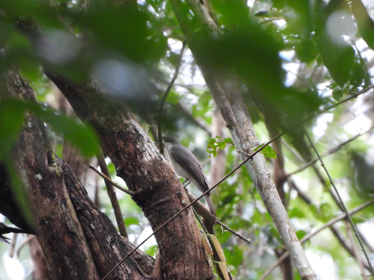 Malabar Woodshrike - ML643475678